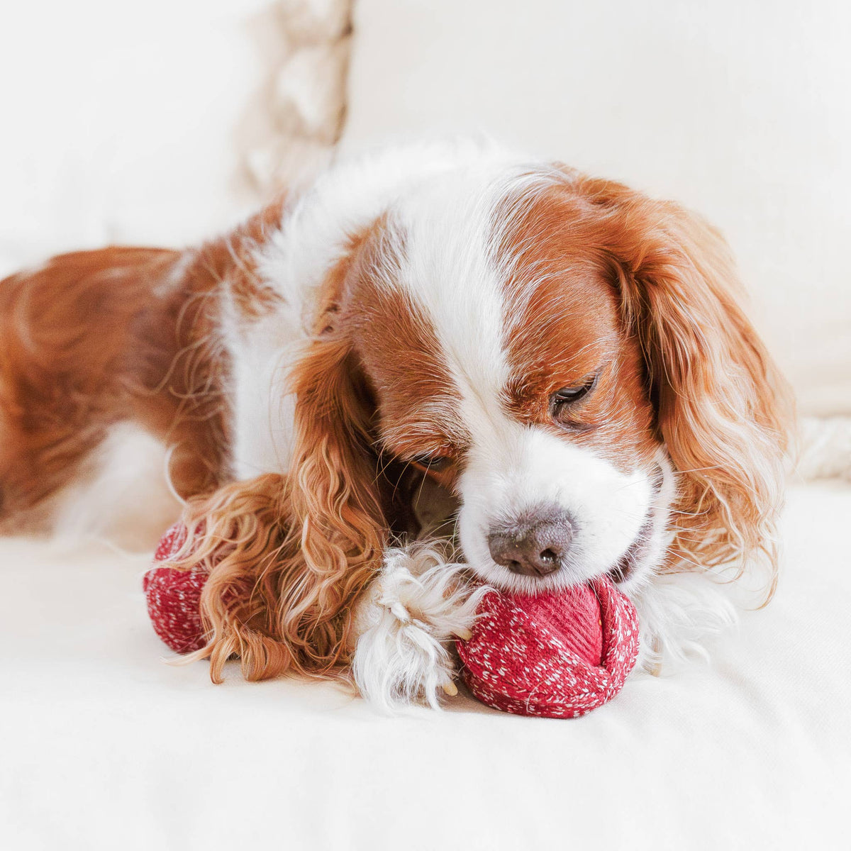 CHERRY POP//ENRICHMENT DOG TOY
