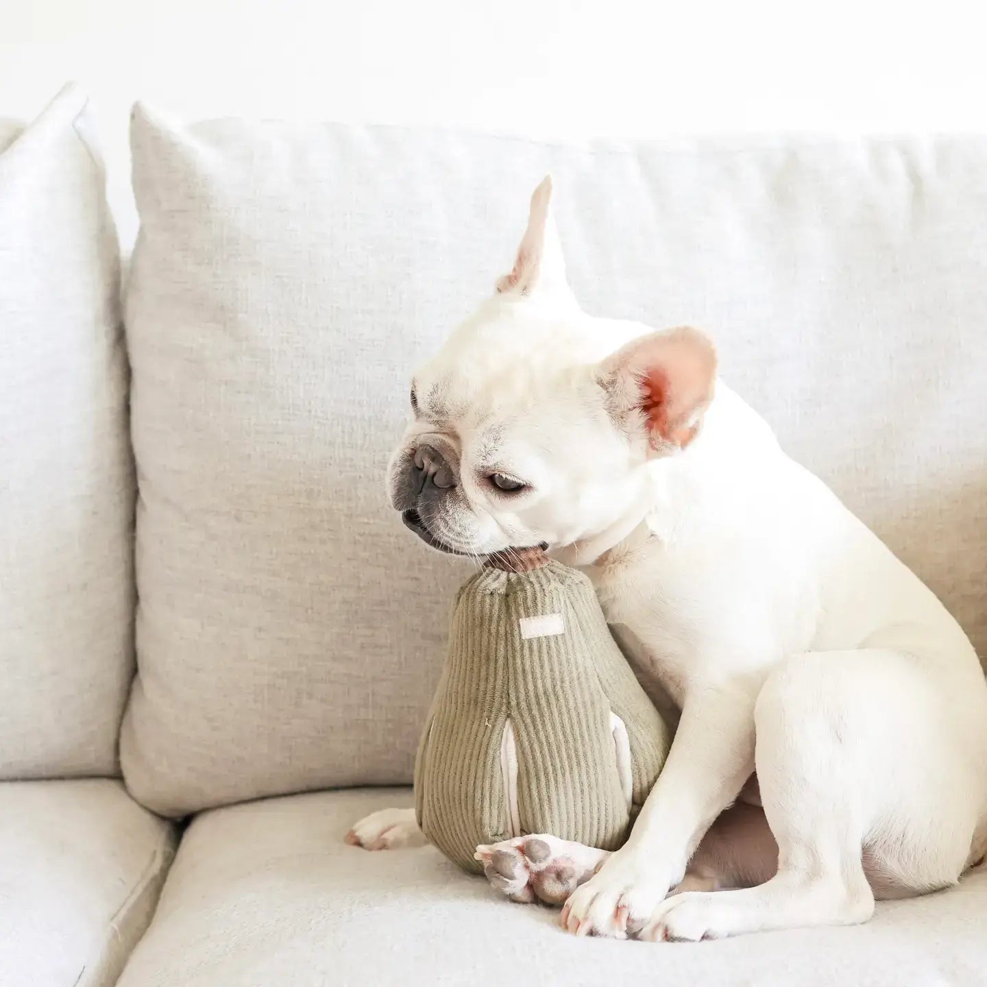 BUTTERNUT/SILENT TOY/Ultrasonic squeakers: S
