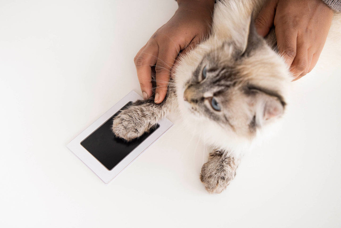 Pet Pawprint Clean-Touch Ink Pad, Black: One Pack