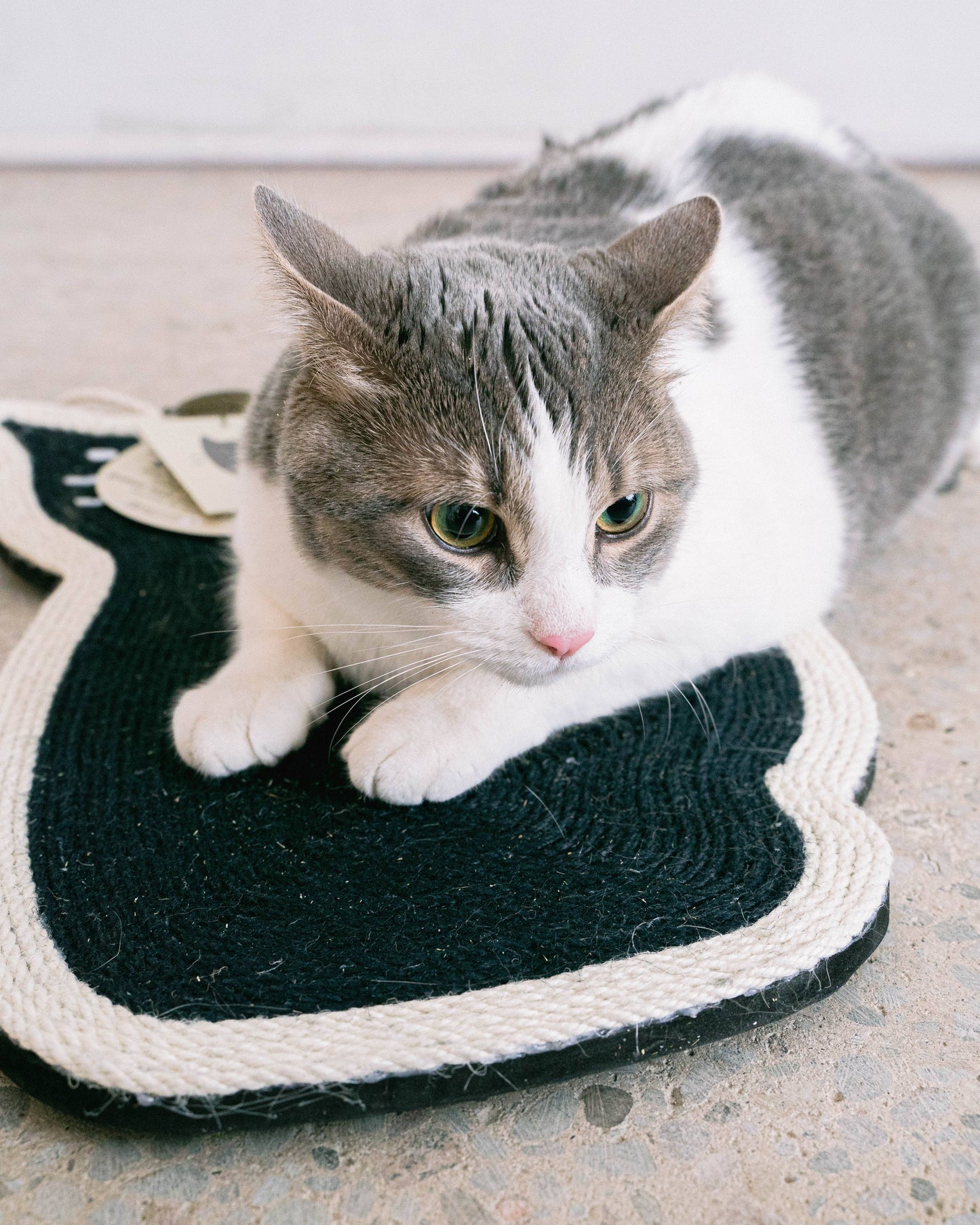 Sitting Cat Scratcher with Cat Nip