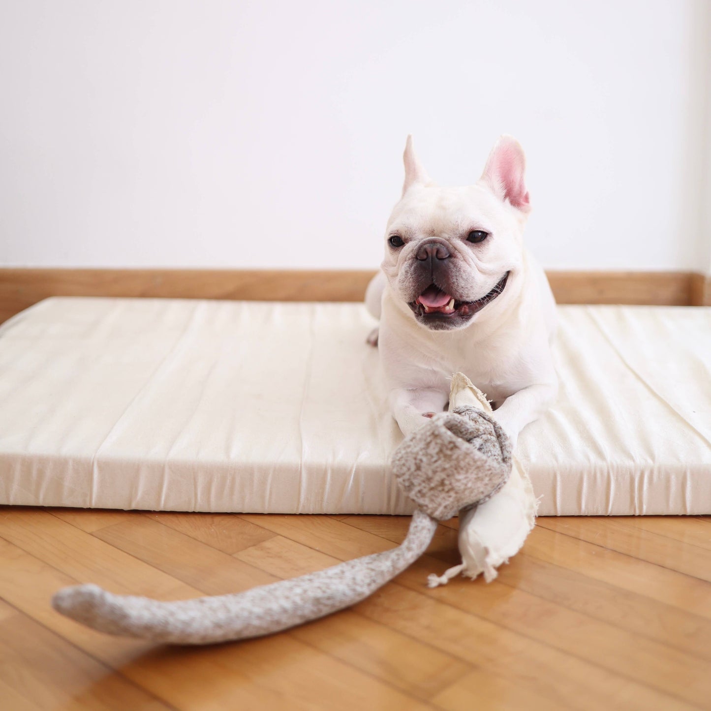 SNAIL//ENRICHMENT DOG TOY