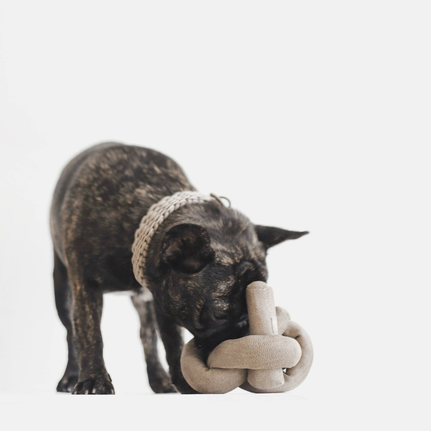 NOUNOU | tan with crinkle clusters//ENRICHMENT DOG TOY