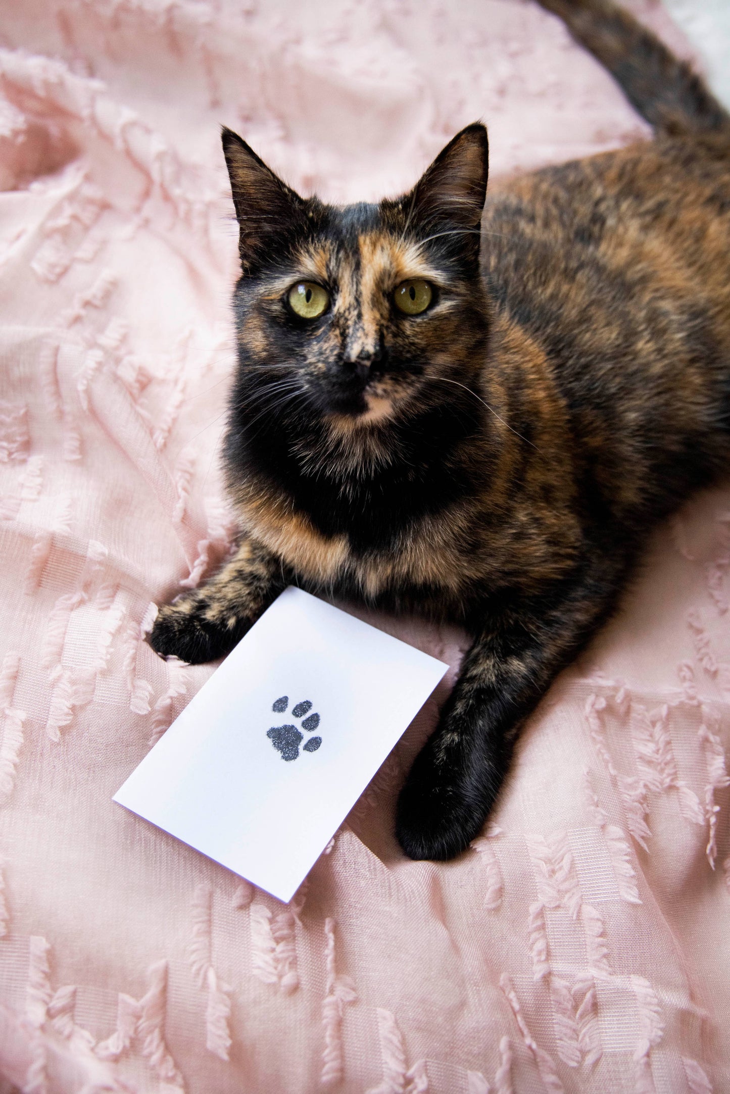 Pet Pawprint Clean-Touch Ink Pad, Black: One Pack
