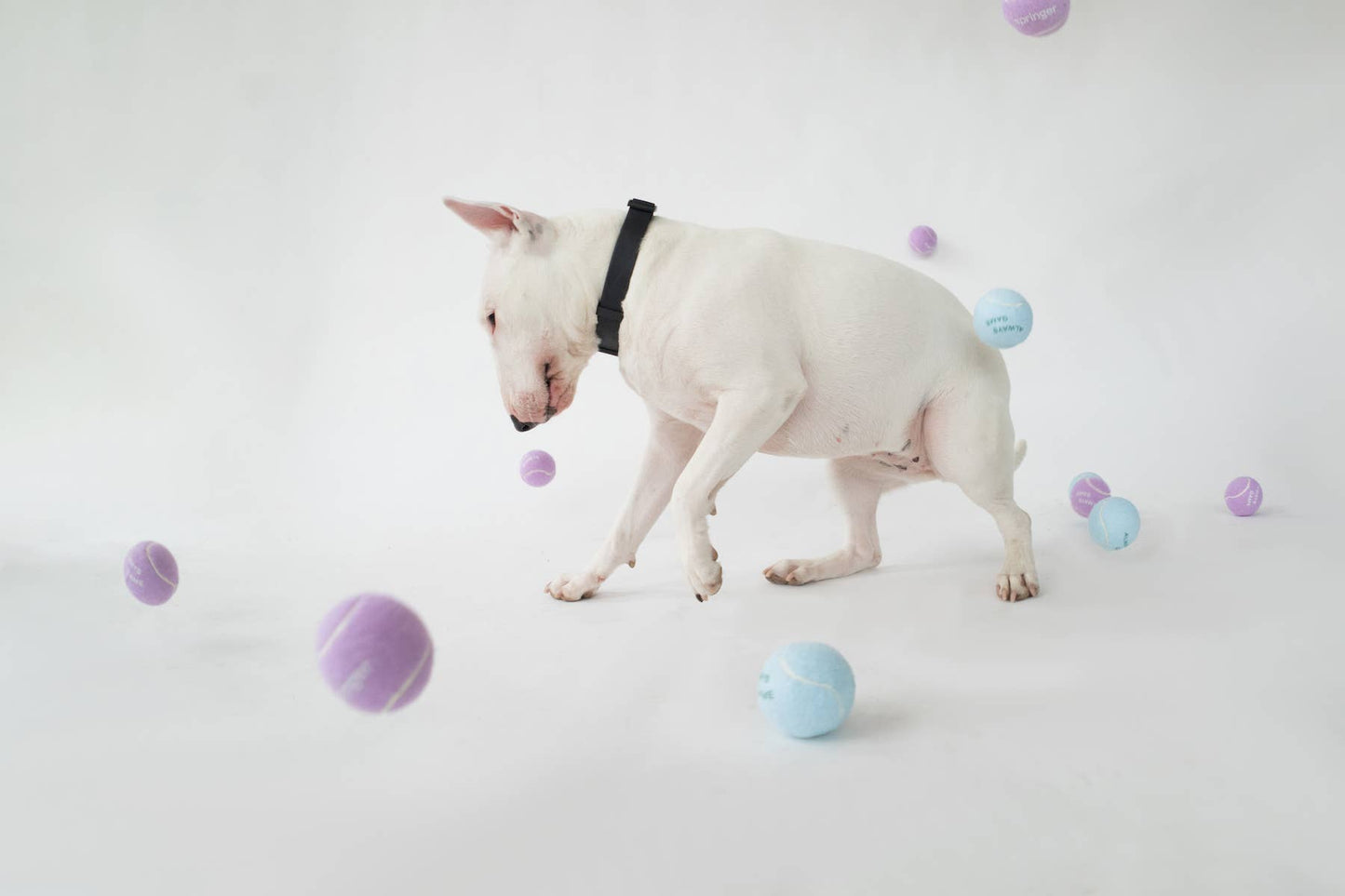Premium Four Dog Tennis Balls, 4pack