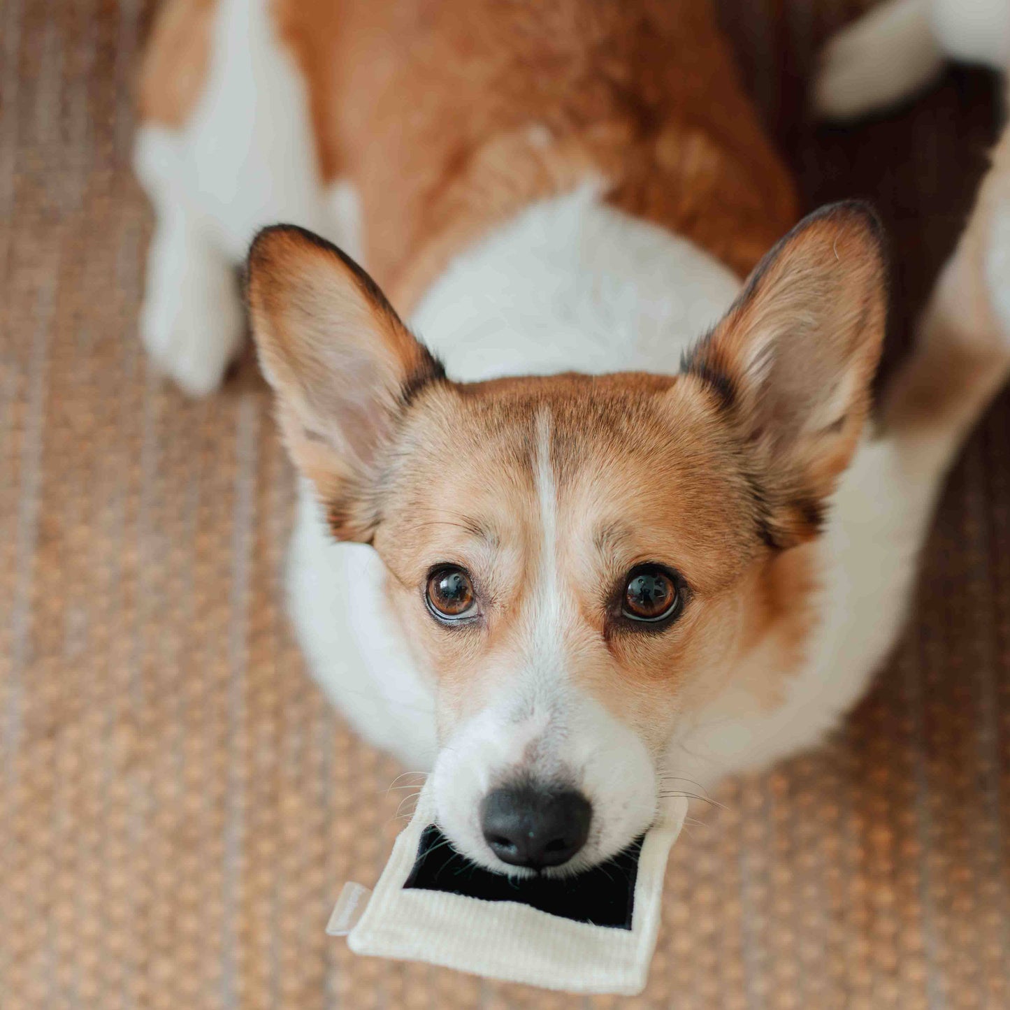 INSTANT CAMERA // ENRICHMENT DOG TOY