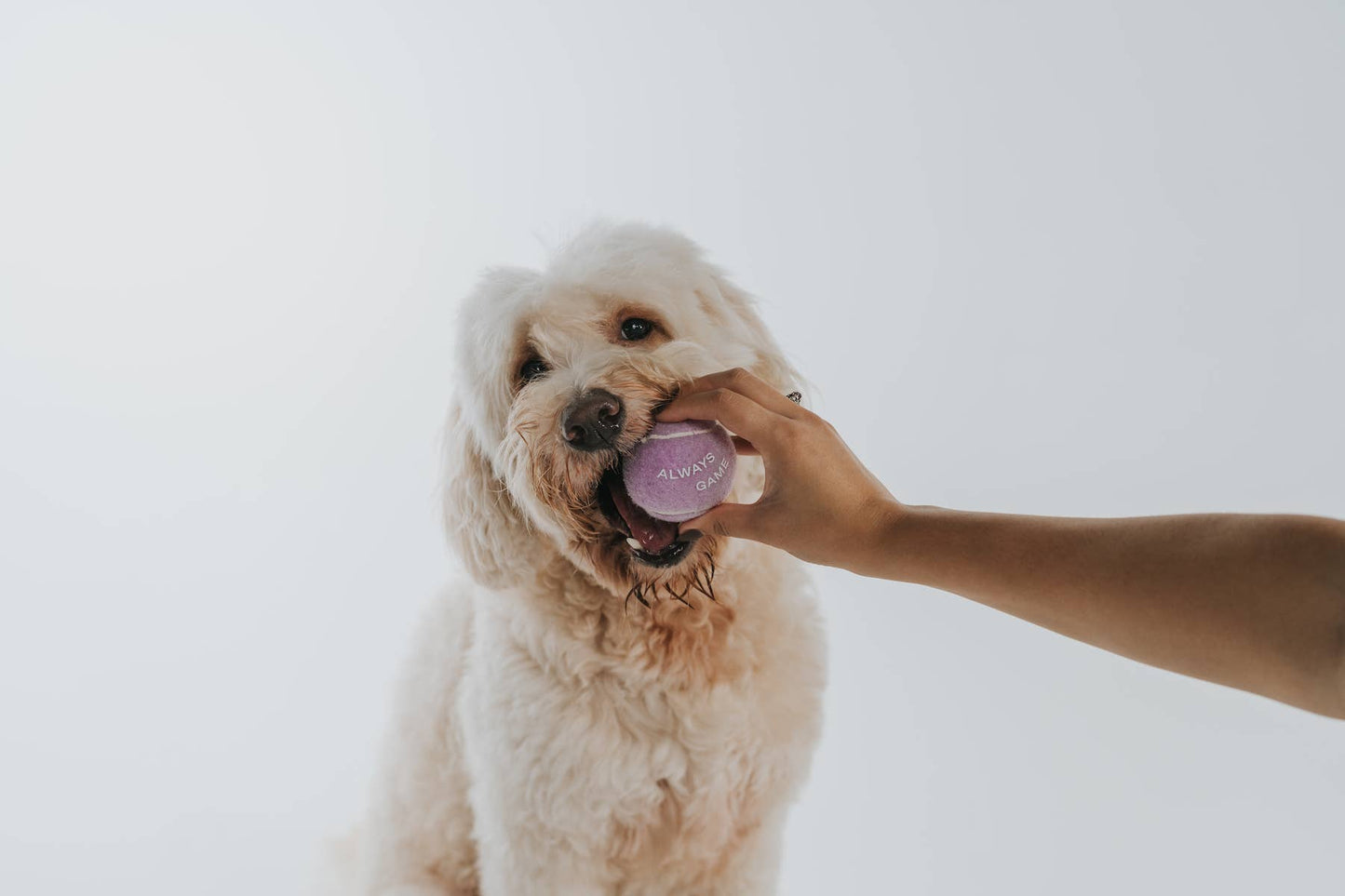 Premium Four Dog Tennis Balls, 4pack