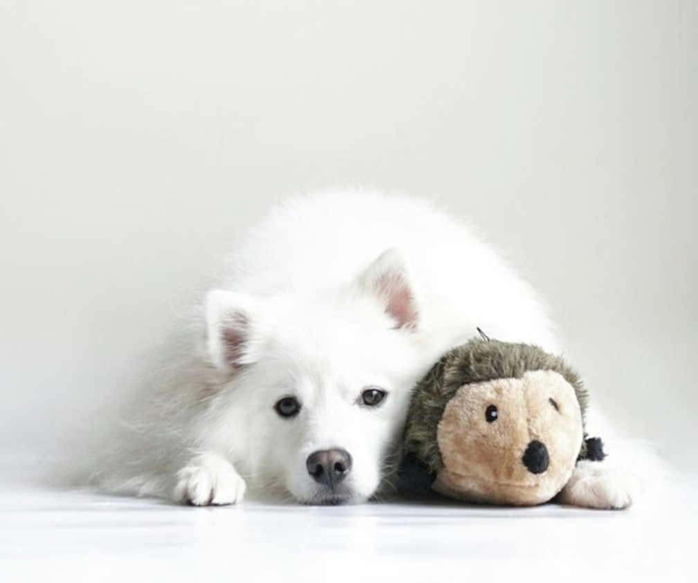 Hedgehog - Small - Dog Toy
