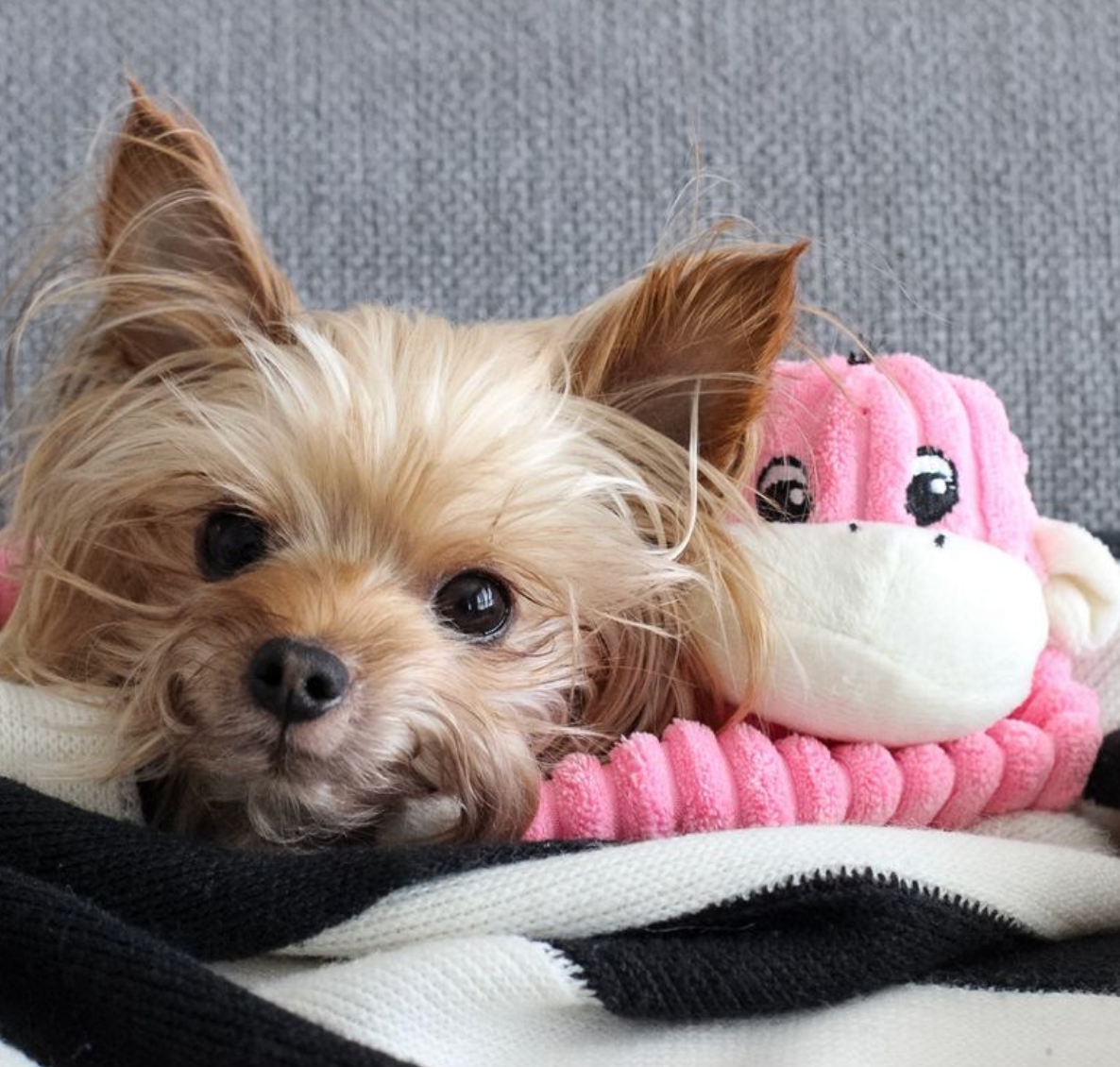 Spencer Crinkle Monkey - Pink - Small - Dog Toy
