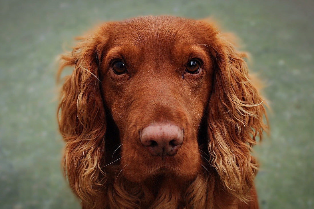 Pet Resource Blog