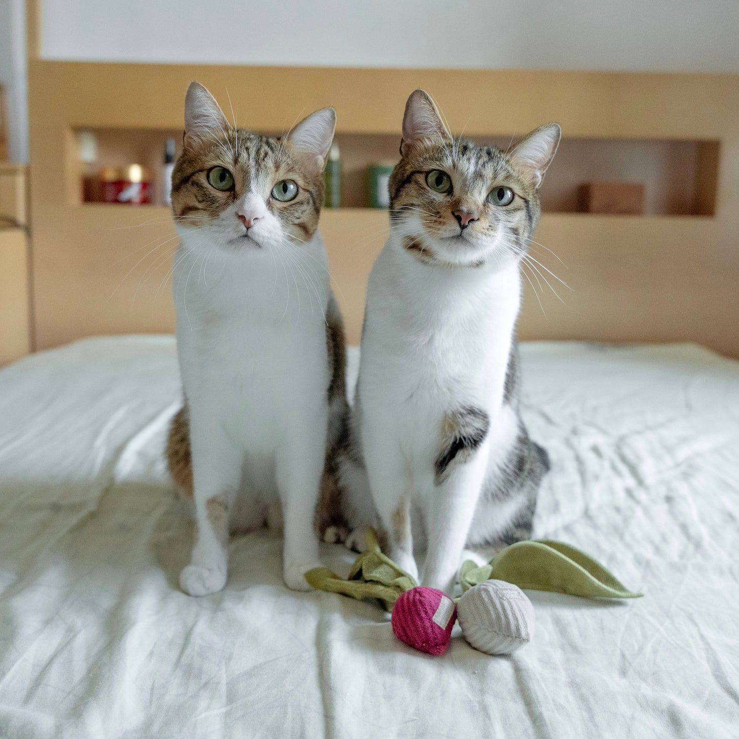 KITTY RADISH // CAT TOY // CATNIP: S/ CREAM