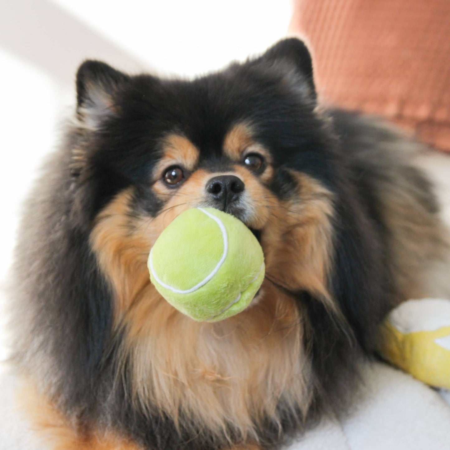 TENNIS POP // ENRICHMENT DOG TOY // Squeaky Ball Set