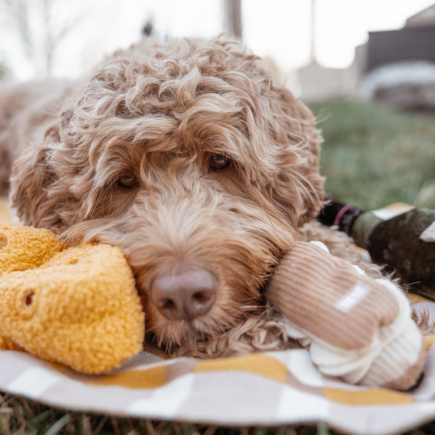 FROMAGE//ENRICHMENT DOG TOY