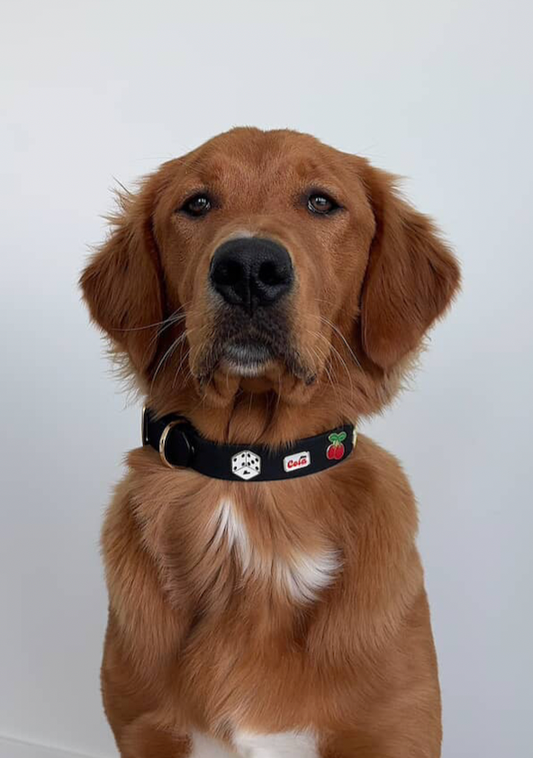 Live Sale Pin Collars