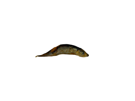 Freeze Dried Wild Herring