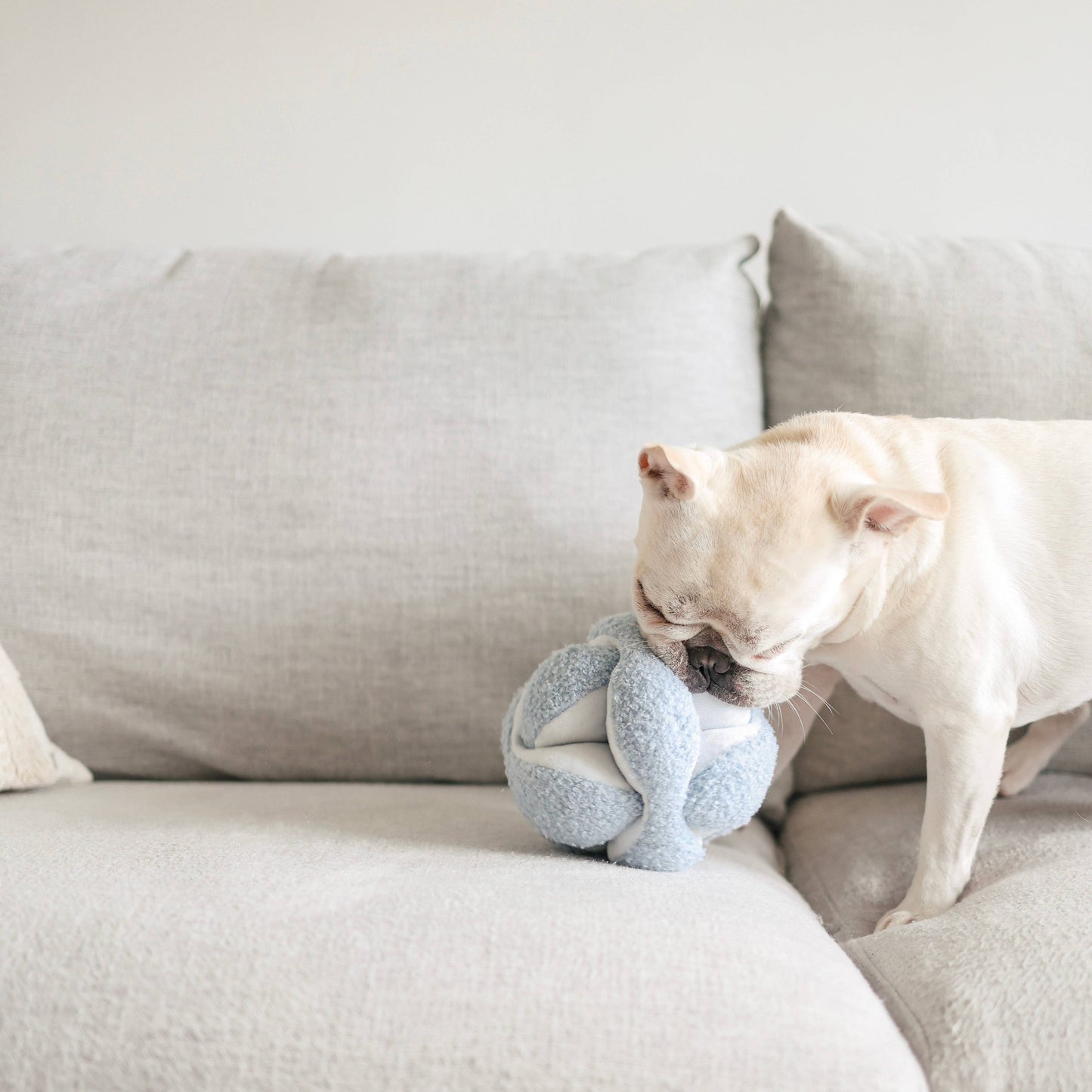 MONTI//ENRICHMENT DOG TOY: Oat